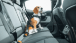 Thule Cappy Dog Car Harness, λουρί στήθους/ζώνη ασφαλείας αυτοκινήτου για σκύλους, Small, 771001 - Image 13