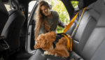 Thule Cappy Dog Car Harness, λουρί στήθους/ζώνη ασφαλείας αυτοκινήτου για σκύλους, Small, 771001 - Image 11