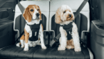 Thule Cappy Dog Car Harness, λουρί στήθους/ζώνη ασφαλείας αυτοκινήτου για σκύλους, Small, 771001 - Image 5